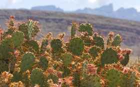 Cactus in the mountains.