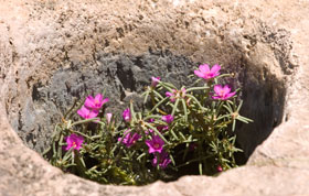 Flowers in the rocks.